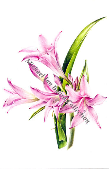 X Crinidonna Corsii